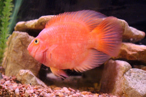 Fish are friends, not food