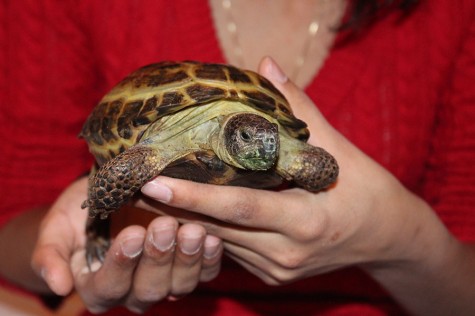 A friend with a shell