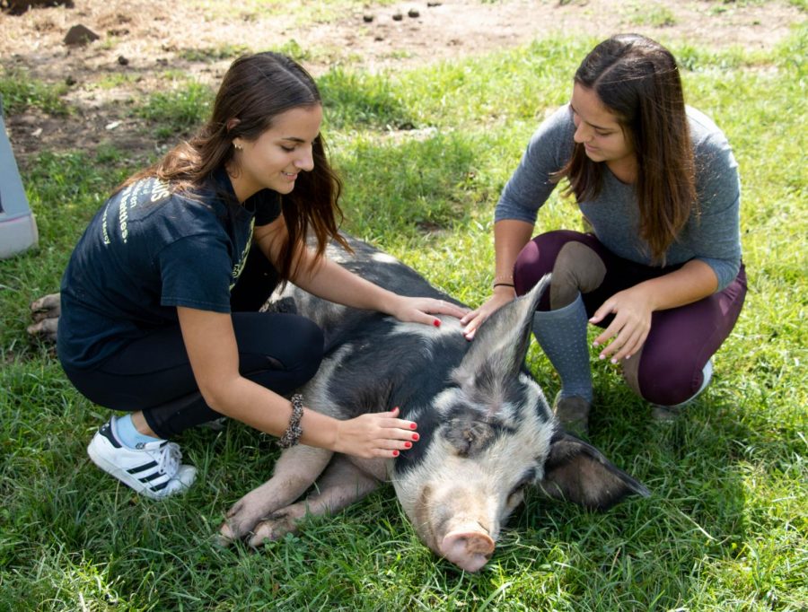 Junior Paige Rigdon (left) and her sister, BVNW 2018 grad Olivia Rigdon, pet their one-year-old pig at Redbud Refuge. “Getting
Franklin has changed the way my family and I value other animals lives” Paige Rigdon said. 