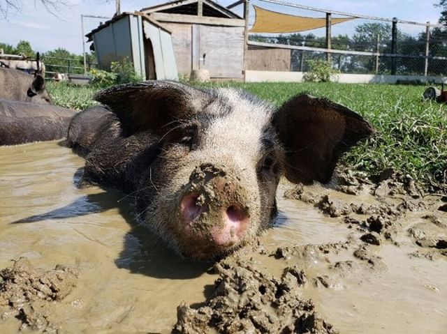 Pig plays in mud. 