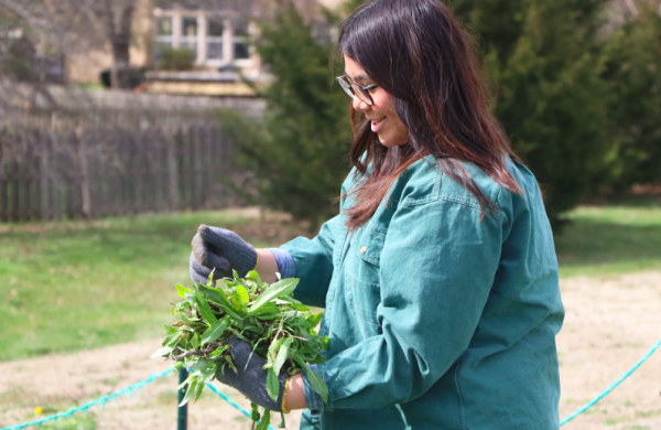 President of the Environmental Club junior Juliet Nguyen pulls weeds from the prairie on the side of the school on March 27. “The wastewater trails down to the prairie basically, and all the native plants there, absorb it,” Nguyen said. “Also, its really good for pollinators.”